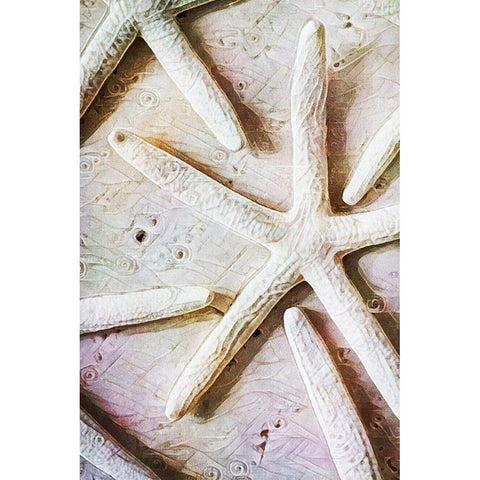 Seashells on Sand  Starfish on Land II White Modern Wood Framed Art Print by Aldridge, Ashley