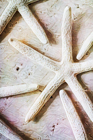 Seashells on Sand  Starfish on Land II White Modern Wood Framed Art Print with Double Matting by Aldridge, Ashley