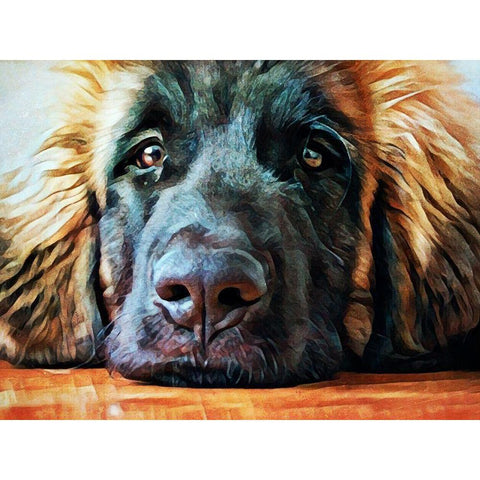 Leonberger Puppy Pout Black Modern Wood Framed Art Print with Double Matting by Aldridge, Ashley