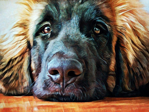 Leonberger Puppy Pout Black Ornate Wood Framed Art Print with Double Matting by Aldridge, Ashley