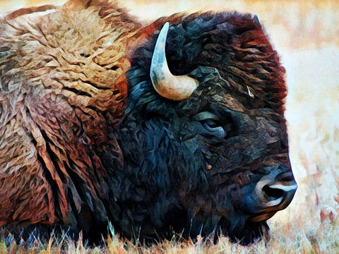 American Bison Resting White Modern Wood Framed Art Print with Double Matting by Aldridge, Ashley