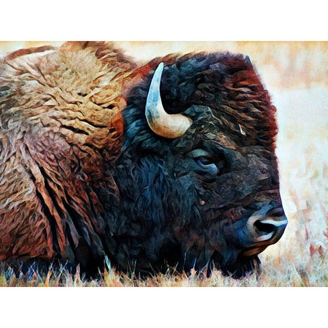 American Bison Resting Gold Ornate Wood Framed Art Print with Double Matting by Aldridge, Ashley