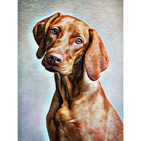 Hungarian Vizsla Adoration Black Modern Wood Framed Art Print with Double Matting by Aldridge, Ashley