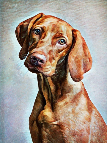 Hungarian Vizsla Adoration White Modern Wood Framed Art Print with Double Matting by Aldridge, Ashley