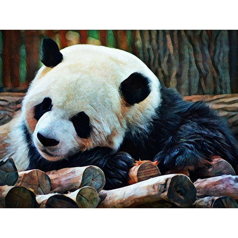 Giant Panda Snooze  Black Modern Wood Framed Art Print with Double Matting by Aldridge, Ashley