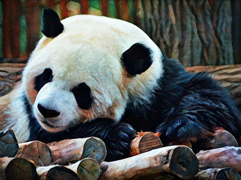 Giant Panda Snooze  Black Ornate Wood Framed Art Print with Double Matting by Aldridge, Ashley