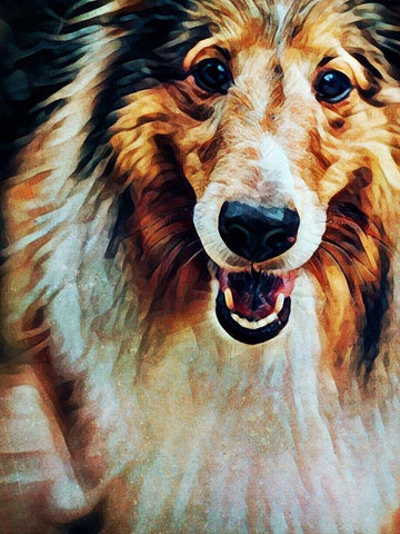 Rough Collie So Jolly White Modern Wood Framed Art Print with Double Matting by Aldridge, Ashley