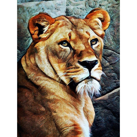 Lioness Beautiful Focus White Modern Wood Framed Art Print by Aldridge, Ashley