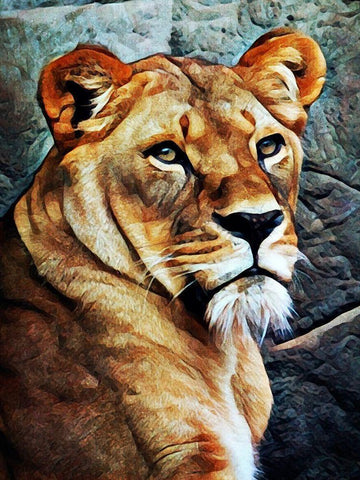 Lioness Beautiful Focus White Modern Wood Framed Art Print with Double Matting by Aldridge, Ashley