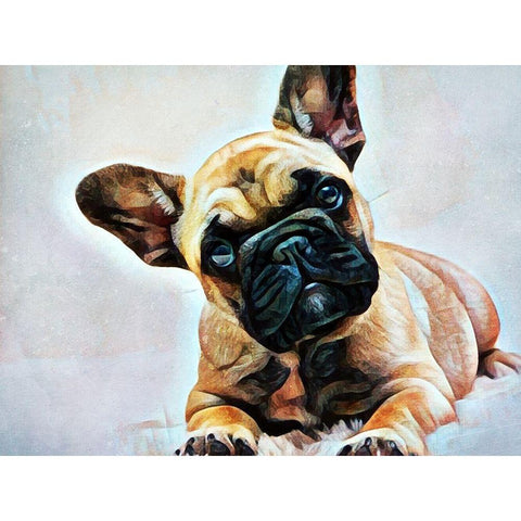 Fawn French Bulldog Puppy Pose Black Modern Wood Framed Art Print with Double Matting by Aldridge, Ashley