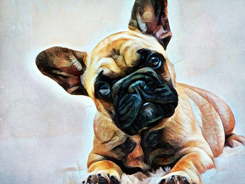 Fawn French Bulldog Puppy Pose White Modern Wood Framed Art Print with Double Matting by Aldridge, Ashley