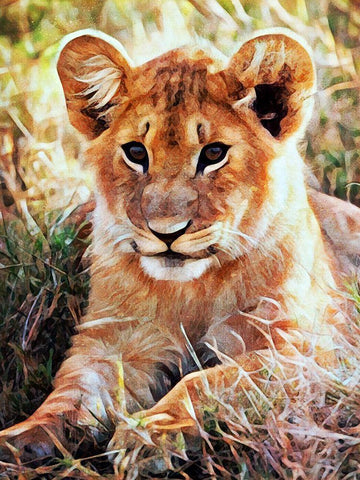 Lion Cub Future King  White Modern Wood Framed Art Print with Double Matting by Aldridge, Ashley