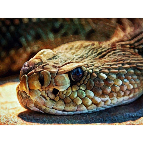 Diamondback Rattlesnake Stare White Modern Wood Framed Art Print by Aldridge, Ashley