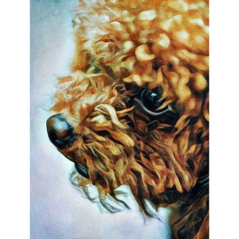 Apricot Toy Poodle Puff Gold Ornate Wood Framed Art Print with Double Matting by Aldridge, Ashley