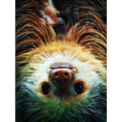 Hoffmanns Two-Toed Sloth Swing White Modern Wood Framed Art Print by Aldridge, Ashley