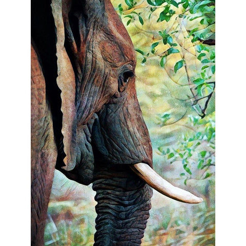 African Elephant Always Listening White Modern Wood Framed Art Print by Aldridge, Ashley