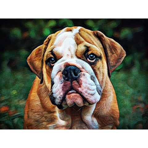 British Bulldog Puppy Pout White Modern Wood Framed Art Print by Aldridge, Ashley