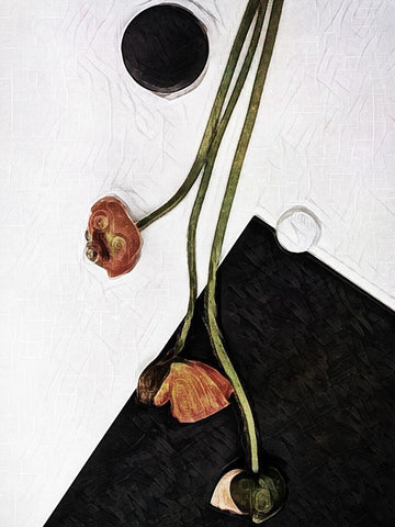 Modern Poppy Arrangement II White Modern Wood Framed Art Print with Double Matting by Aldridge, Ashley