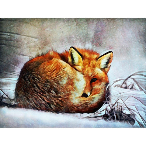 Red Fox Curl Up White Modern Wood Framed Art Print by Aldridge, Ashley