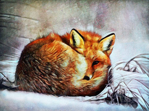 Red Fox Curl Up White Modern Wood Framed Art Print with Double Matting by Aldridge, Ashley