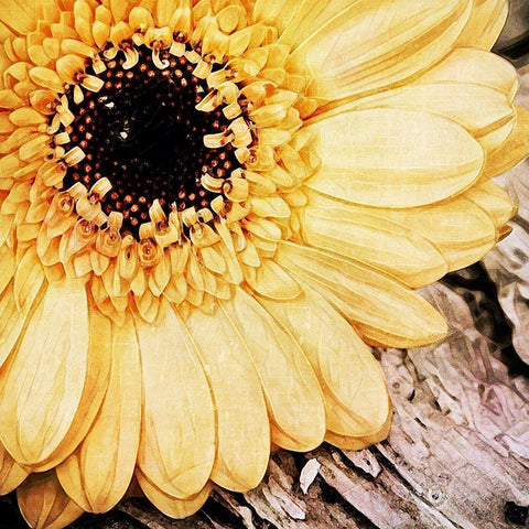 Yellow Gerbera Daisy Black Modern Wood Framed Art Print by Aldridge, Ashley