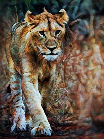 Lion Stalking In Style White Modern Wood Framed Art Print with Double Matting by Aldridge, Ashley