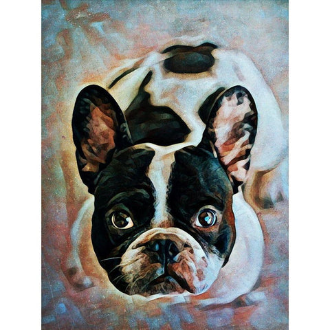 French Bulldog Fixation White Modern Wood Framed Art Print by Aldridge, Ashley