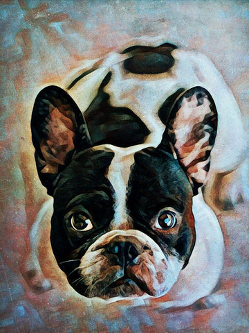 French Bulldog Fixation Black Ornate Wood Framed Art Print with Double Matting by Aldridge, Ashley