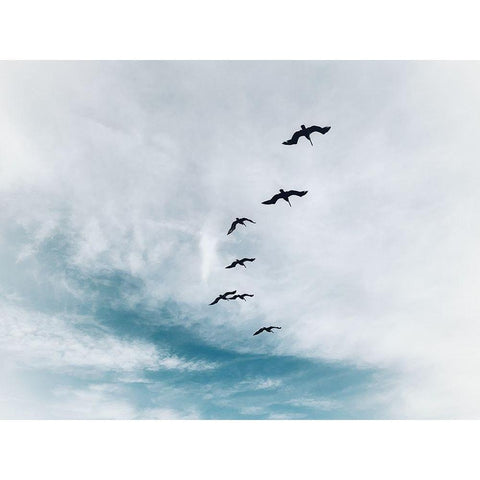 Beach Birds Flying Black Modern Wood Framed Art Print with Double Matting by Curinga, Kim