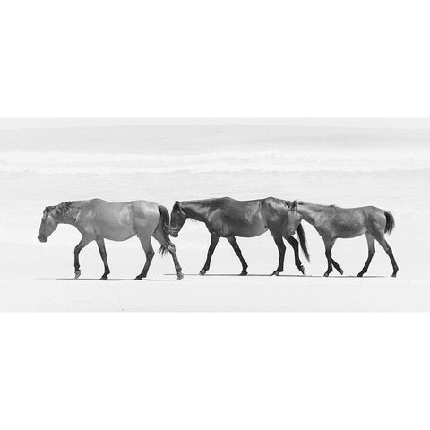 Beach Horse Trio Black Modern Wood Framed Art Print with Double Matting by Curinga, Kim