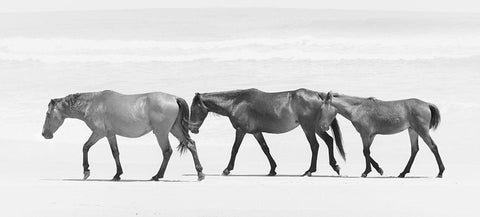 Beach Horse Trio White Modern Wood Framed Art Print with Double Matting by Curinga, Kim