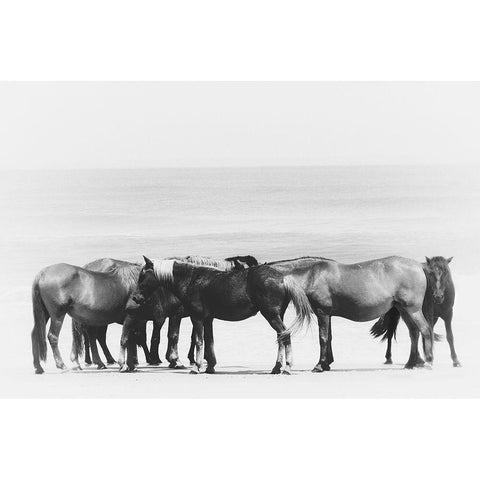 Beach Horse Group White Modern Wood Framed Art Print by Curinga, Kim