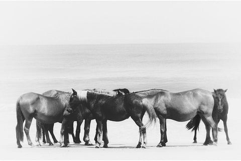 Beach Horse Group White Modern Wood Framed Art Print with Double Matting by Curinga, Kim