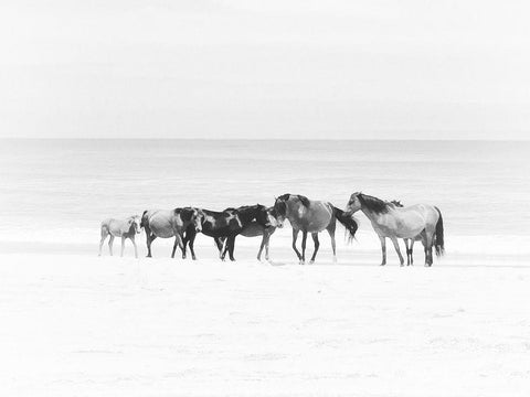 Corolla Beach Horses White Modern Wood Framed Art Print with Double Matting by Curinga, Kim