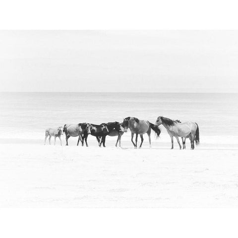 Corolla Beach Horses Black Modern Wood Framed Art Print with Double Matting by Curinga, Kim