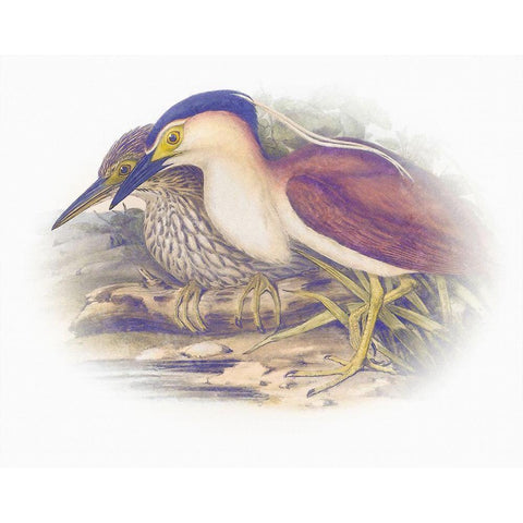 Sentimental Plumage V Gold Ornate Wood Framed Art Print with Double Matting by Hunziker, Steve