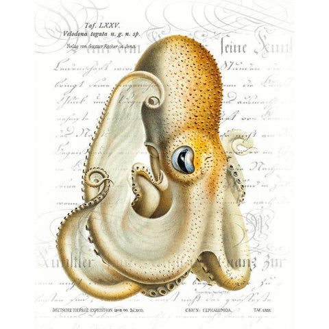 Octopus I White Modern Wood Framed Art Print by Hunziker, Steve