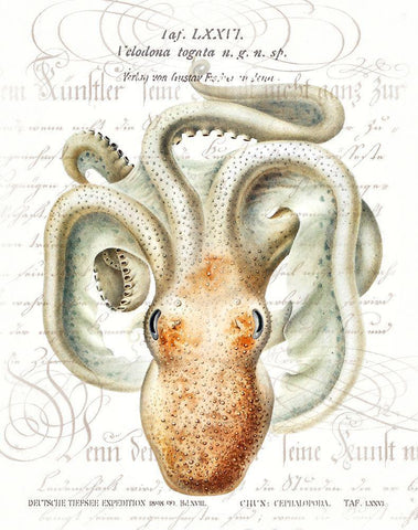 Octopus II White Modern Wood Framed Art Print with Double Matting by Hunziker, Steve