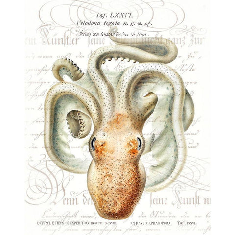 Octopus II White Modern Wood Framed Art Print by Hunziker, Steve