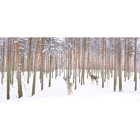 Wintry Partners White Modern Wood Framed Art Print by Hunziker, Steve