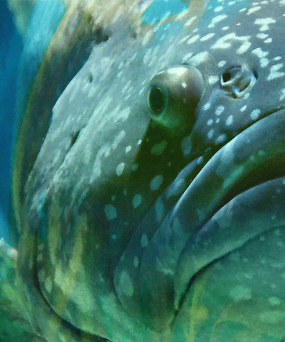 Turquoise Splash I Black Ornate Wood Framed Art Print with Double Matting by Hunziker, Steve