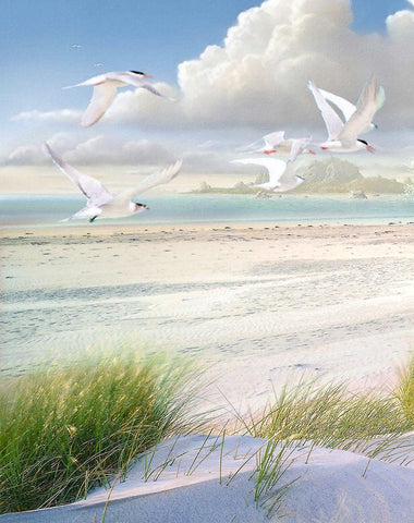 Celestial Tern I White Modern Wood Framed Art Print with Double Matting by Hunziker, Steve