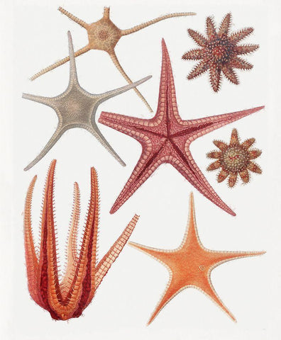 Repeating Image VI White Modern Wood Framed Art Print with Double Matting by Hunziker, Steve