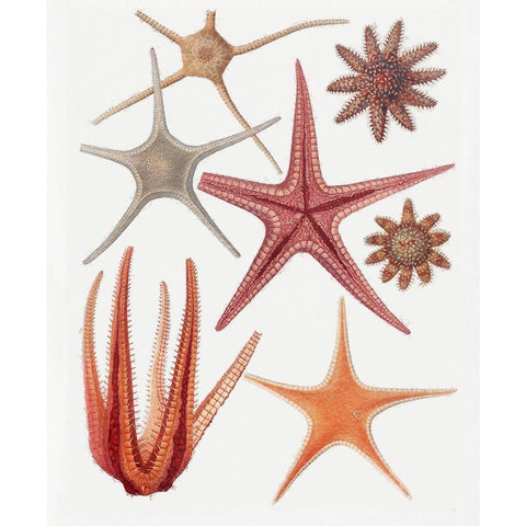 Repeating Image VI Gold Ornate Wood Framed Art Print with Double Matting by Hunziker, Steve