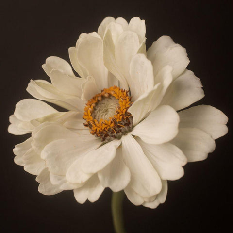 White Floral Portrait White Modern Wood Framed Art Print with Double Matting by Maclean, Leah