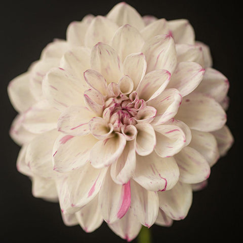 Lilac Speckles Black Modern Wood Framed Art Print by Maclean, Leah