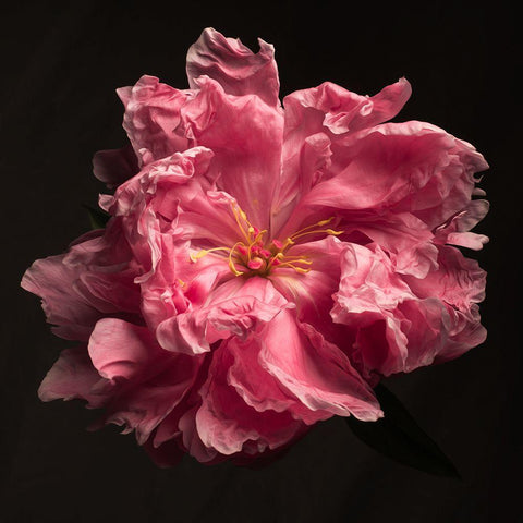 Ruffled Perfection Black Ornate Wood Framed Art Print with Double Matting by Maclean, Leah