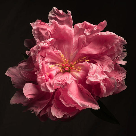 Ruffled Perfection Black Modern Wood Framed Art Print by Maclean, Leah