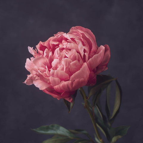 Perfectly Pink Black Modern Wood Framed Art Print by Maclean, Leah