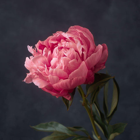 Perfectly Pink White Modern Wood Framed Art Print by Maclean, Leah